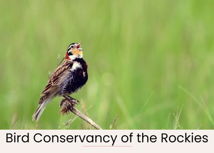 2e899250 e3f7 475e b09b 03e226e06c54 homerunner