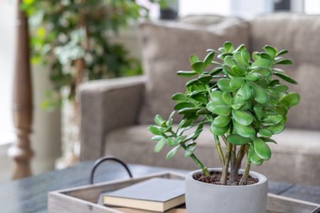 466953bc 8696 4120 9f7a 6d40b1639a98 homerunner