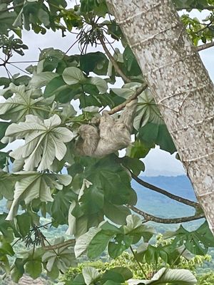Our resident jungle neighbor - David Lee Sloth