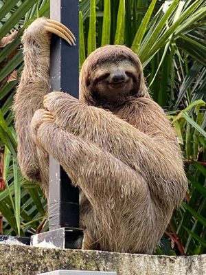 Some guests are lucky enough to see a three-toed sloth. (no guarantee!)