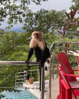 A white faced monkey photographed by a guest.