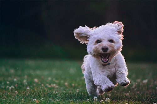 Dog-friendly
