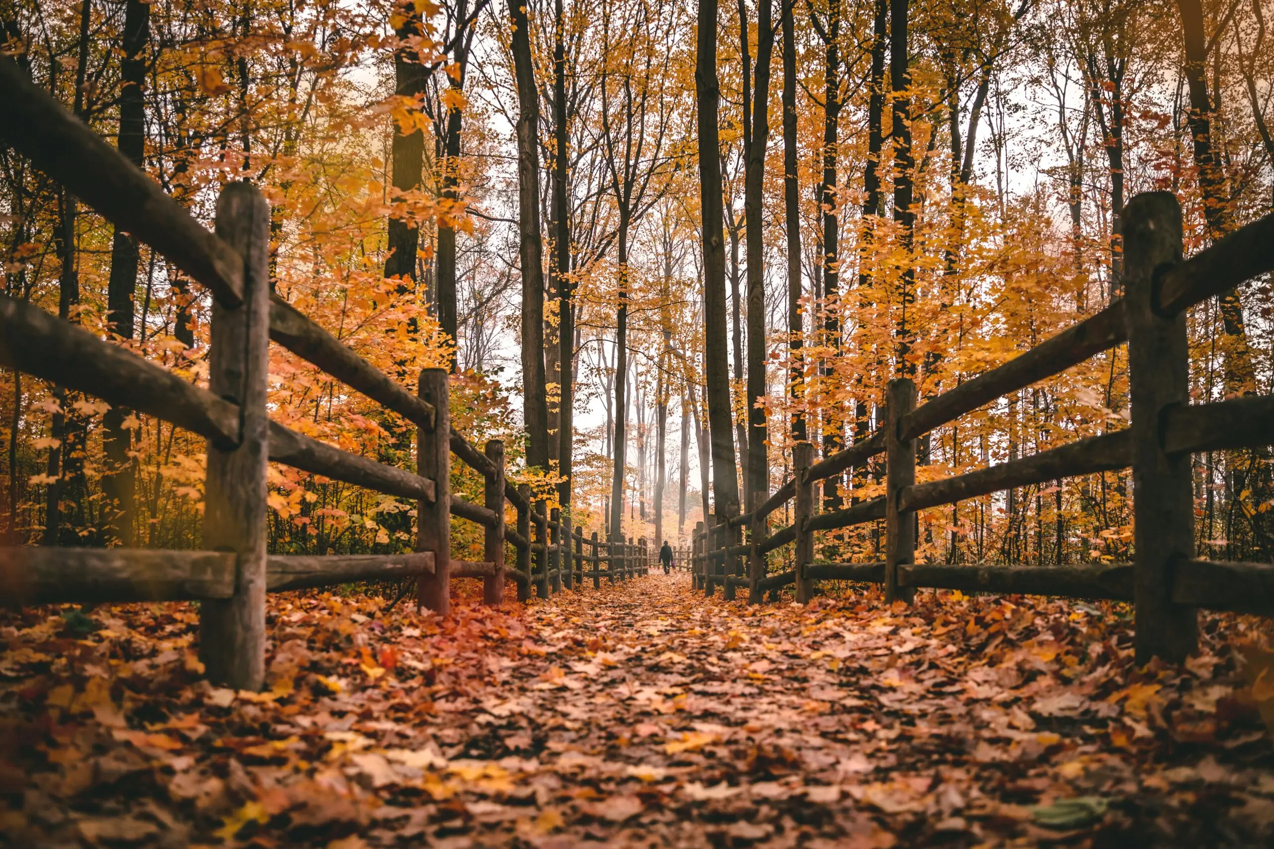 Golden fall foliage lining a forest path in Colorado
