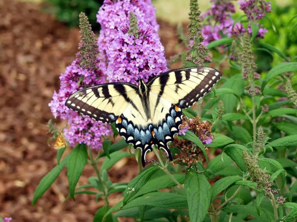 Techmer Nursery & Garden Center Image