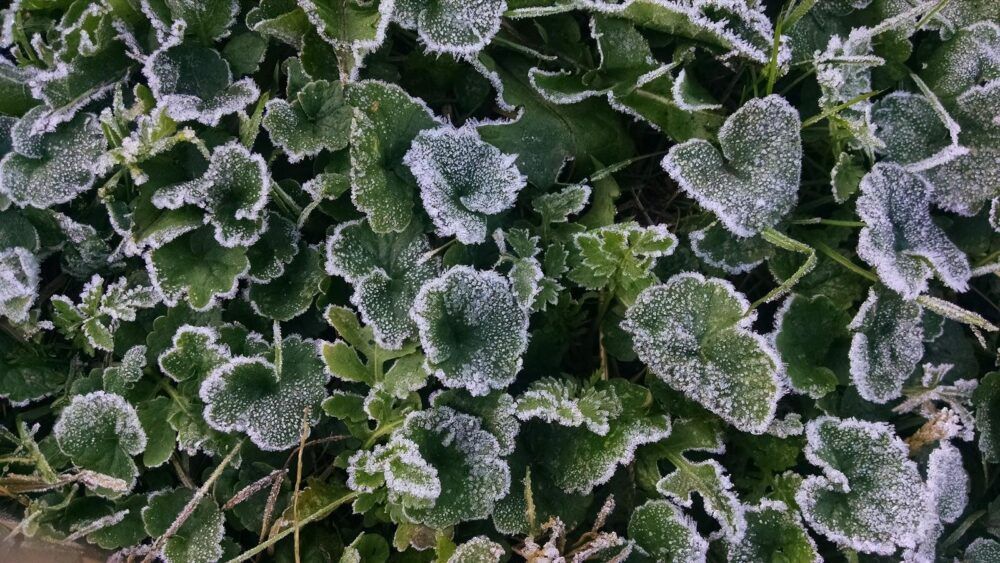 New Paltz Gardens for Nutrition Image