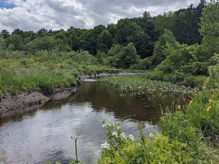 RamsHorn-Livingston Audubon Sanctuary Image
