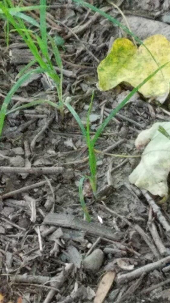 Stanford Wildlife Preserve Image