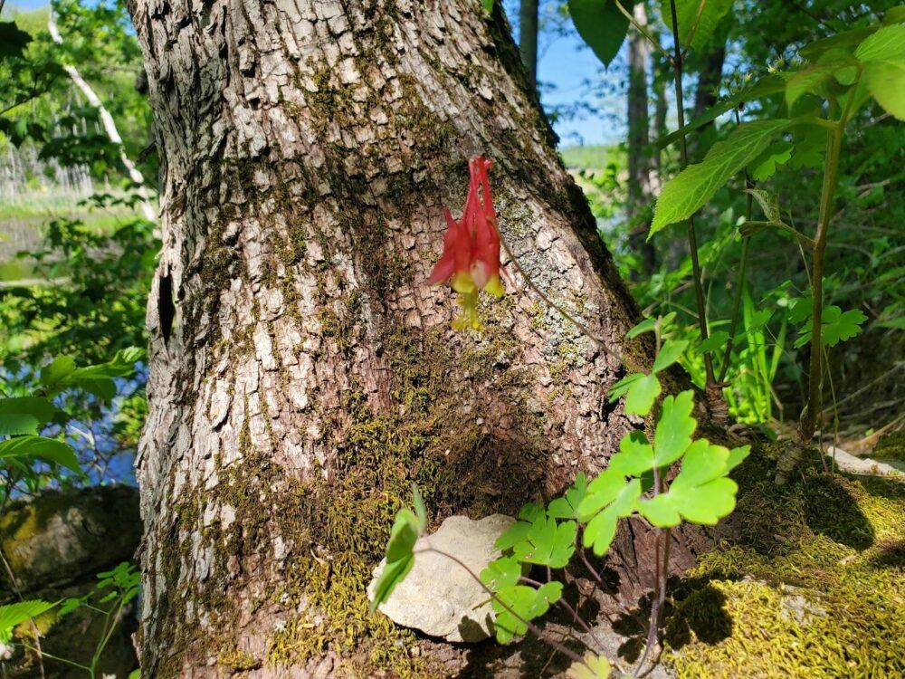 Great Vly Wildlife Management Area Image