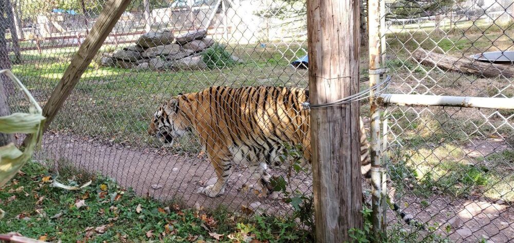Bailiwick Animal Park and Riding Stables Image