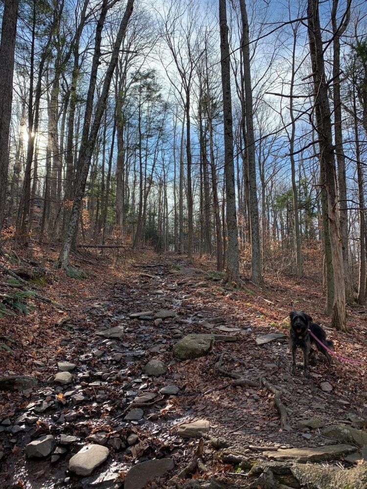 Tremper Mountain Trail Image