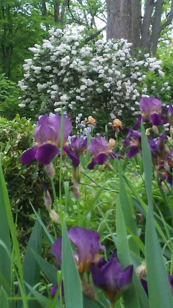 Daughters-American Revolution Image