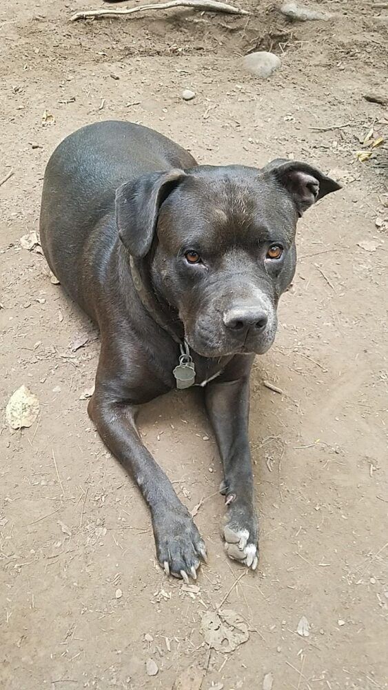 Woodstock Dog Park Image