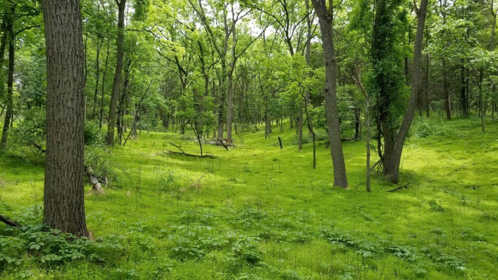 Hopeland trails Image