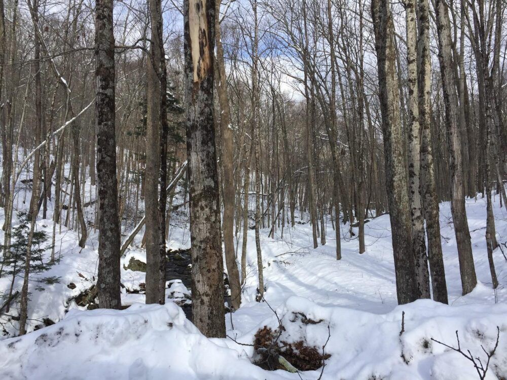 Rochester Hollow Trailhead Image