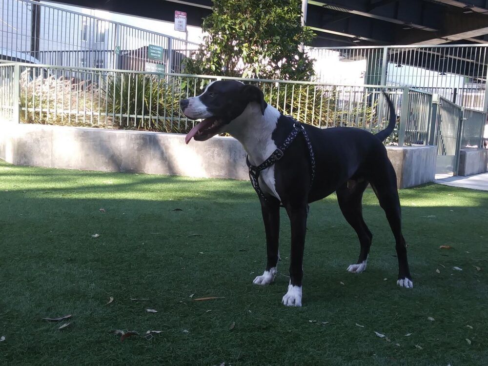 SoMa West Dog Park Image