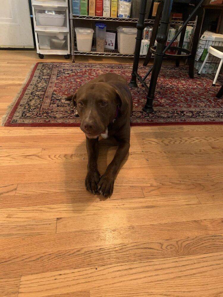 Ulster County Canines Image