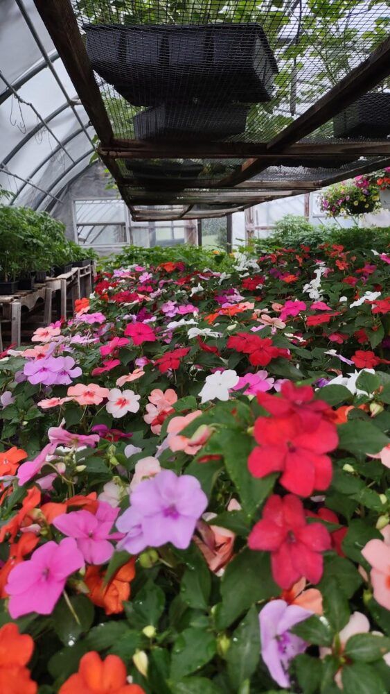 Sheeley's Organic Farm Stand Image