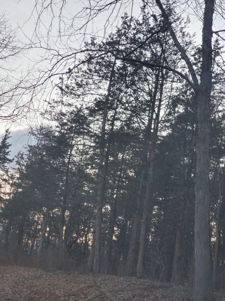 Detatched Forest Preserve Image