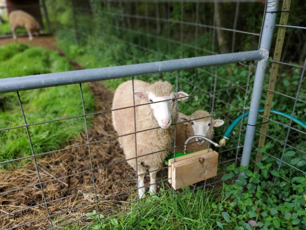 The Petting Zoo at Breezeway Farm Image