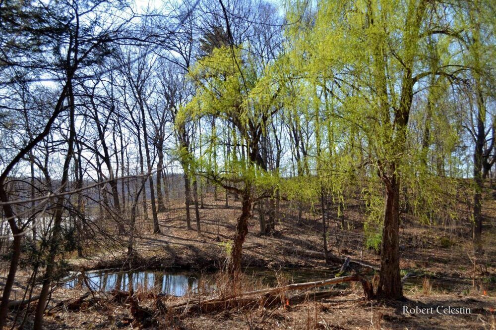 Fern Tor Nature Preserve Image
