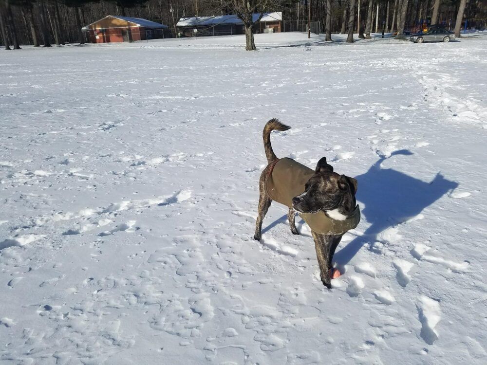 Olive Town Pool Image