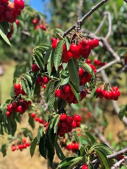Cherry, Peach & Apple Pick-Your-Own! Image