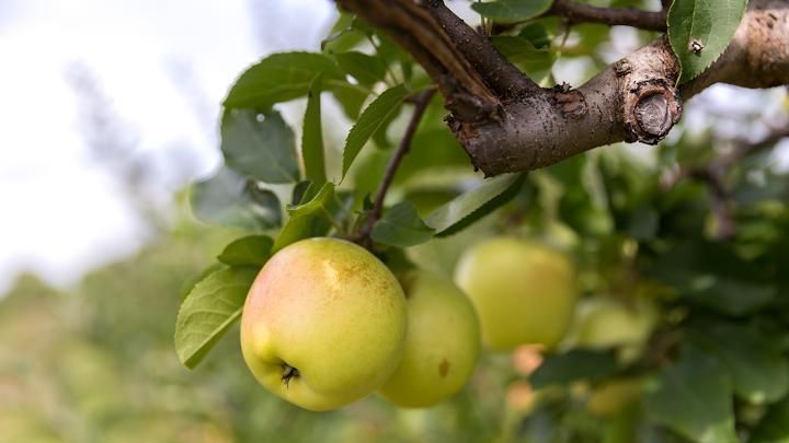 Local favorite farm stand Image