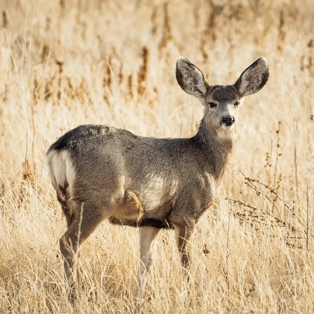 Local wildlife