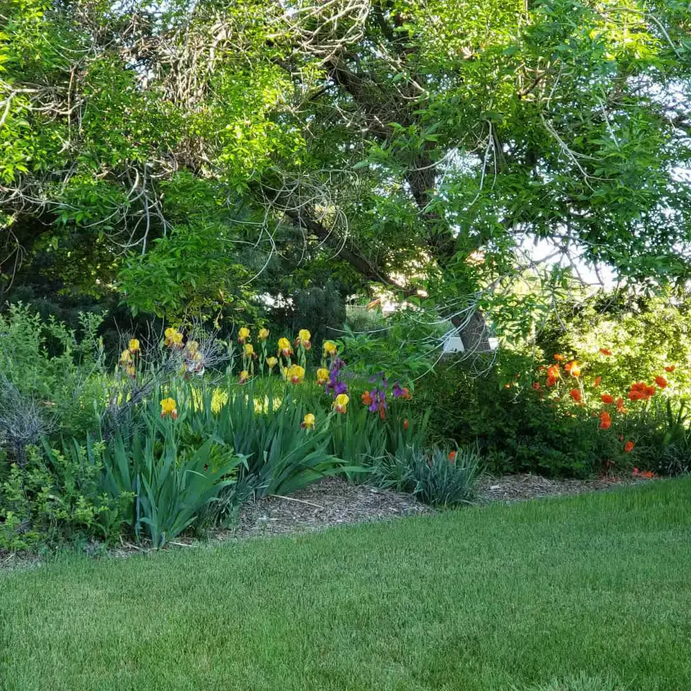 Vibrant flowers in the spring and summer