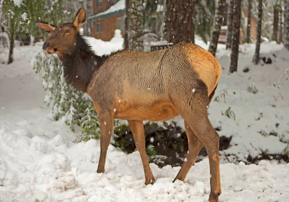 5efb60b3 cebe 4d TfICS homerunner