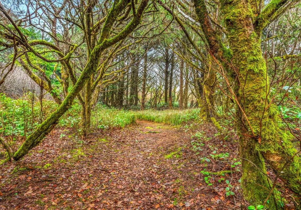 6eeb2338 0ddb 46 niBc2 homerunner