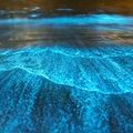 Bioluminescent Bay The Complete Guide