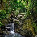 El Yunque – Into the Wild 1024x683 1