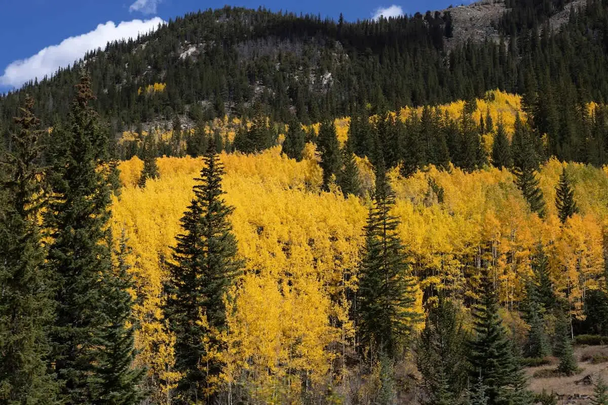 Guanella RV Site | Full Hookups | Sauna | Lostfork