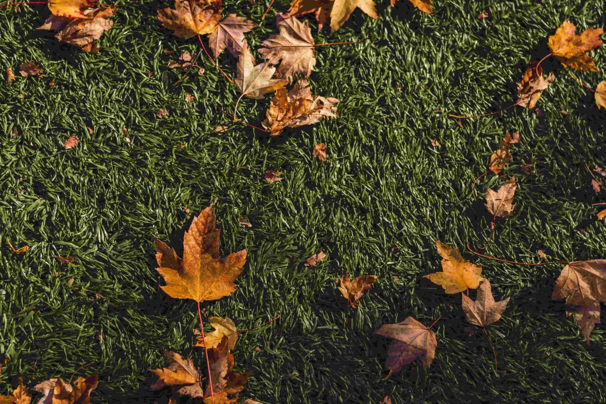 Vibrant fall-colored leaves in Seattle, capturing the essence of Fall in Seattle and creating an inviting atmosphere for guests exploring our Seattle vacation rentals.