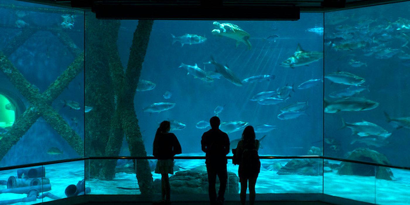 Guide to the New Orleans Aquarium