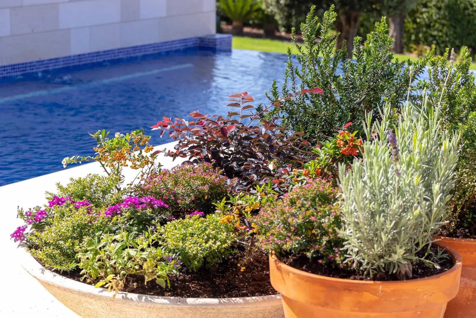 Terracotta planters with lavender and flowering shrubs at the edge of the pool