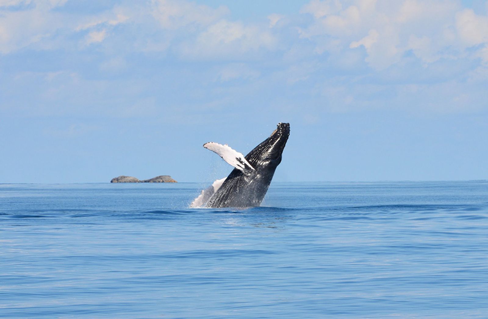 whale excursion, Providenciales, Turks and Caicos