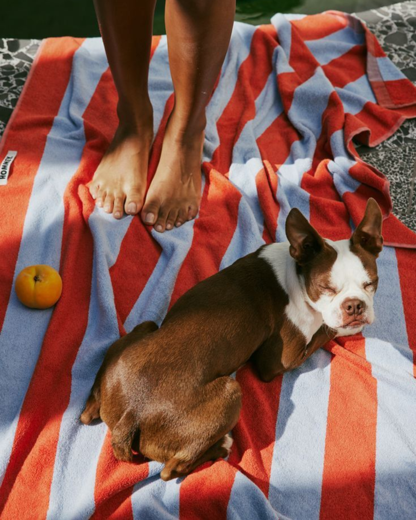otium puerto rico pet friendly hotel