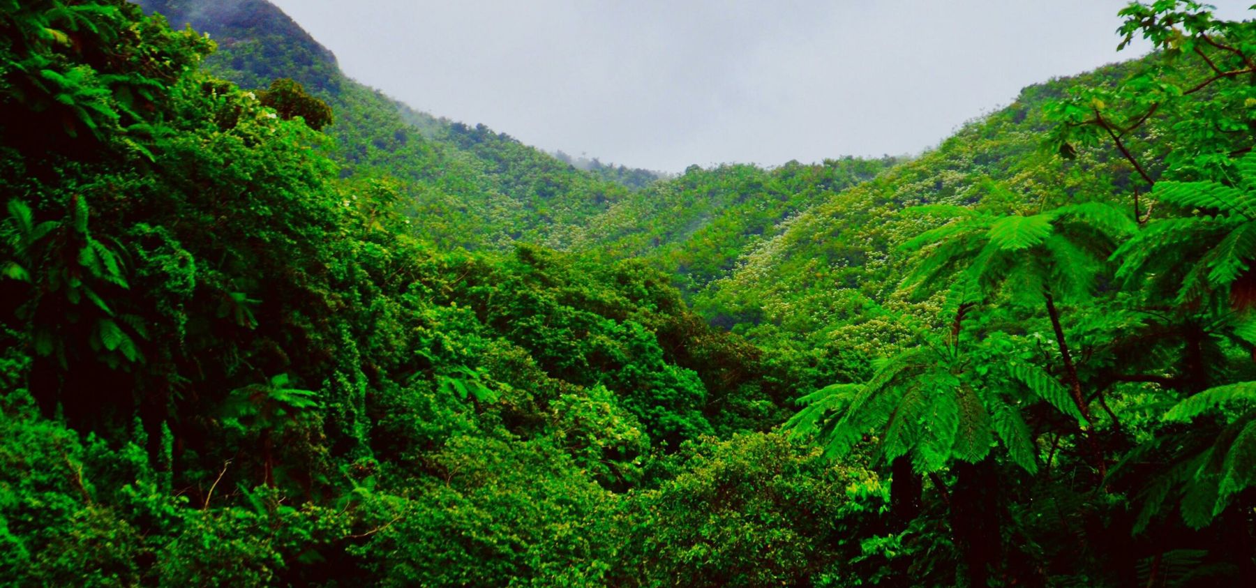 El Yunque National Forest Puerto Rico: All Questions Answered 1 el yunque national forest