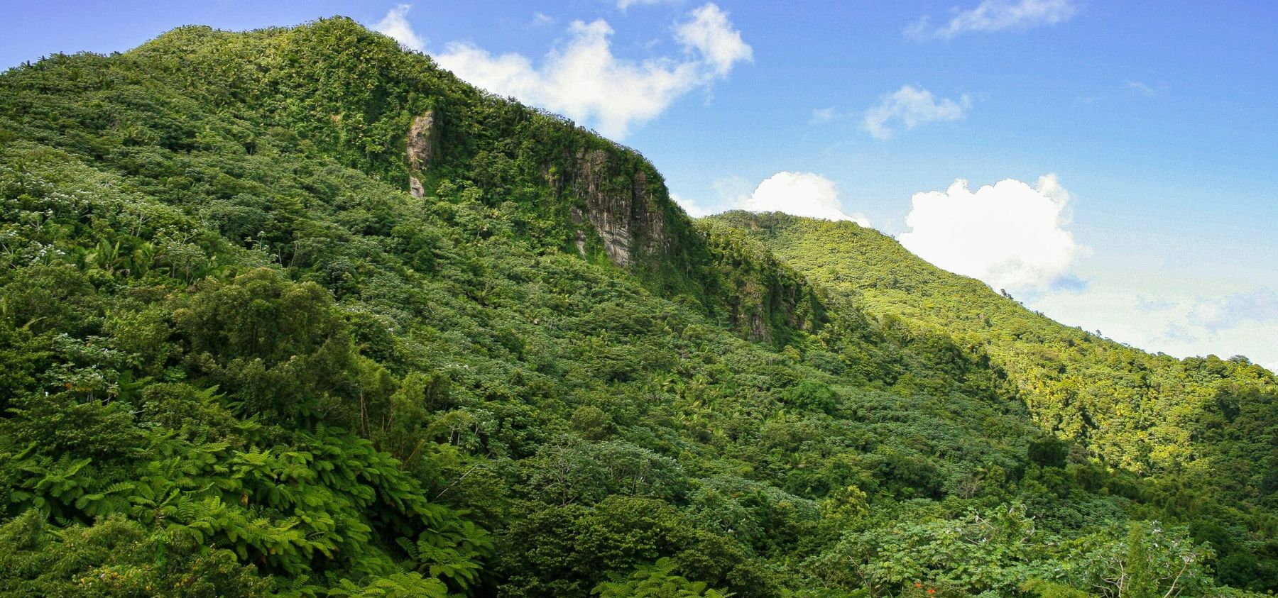 Top Things to Do at El Yunque National Forest Puerto Rico 1 top things to do at el yunque