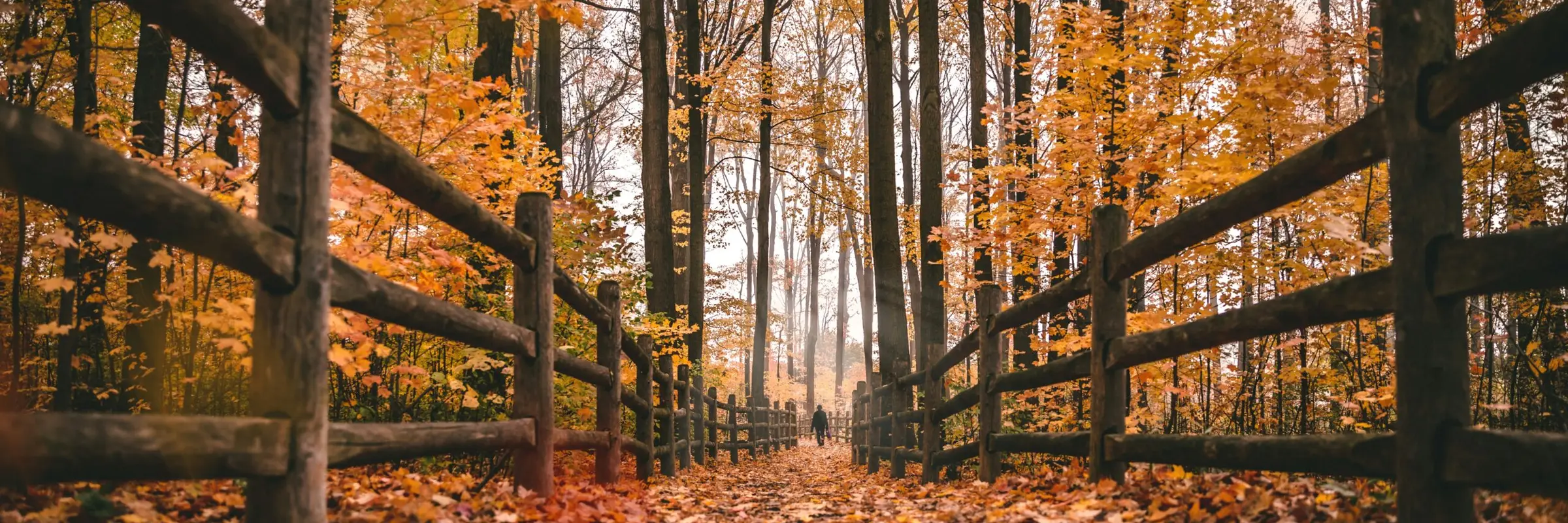 Golden fall foliage lining a forest path in Colorado