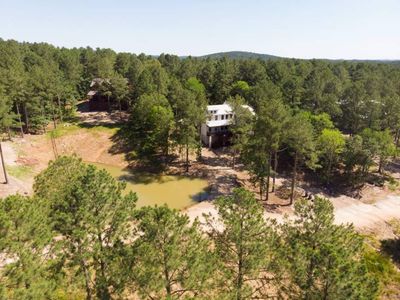 Views of the towering pines surrounding the cabin.