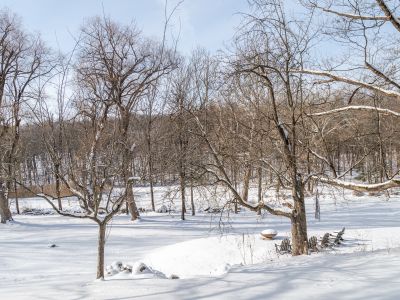 Fresh fallen snow among the trees