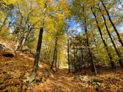 Fall leaves on property