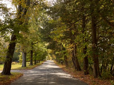 This quiet country road is a haven for long walks and peaceful reflection.