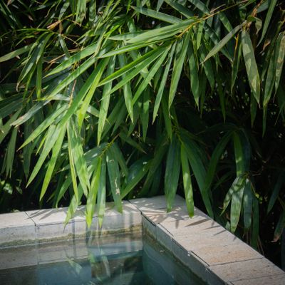 The villa is surrounded by lush tropical greenery for a peaceful, private feel.