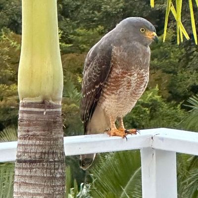 Hawk visiting the house.