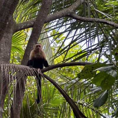 White faced monkey visiting the house.