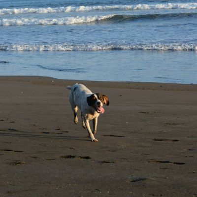 Pet friendly beaches in the area: Playa Tortuga, Playa Ventanas, Playa Hermosa and Playa Dominical